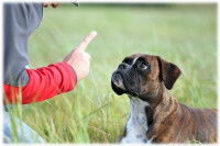 Comment punir son chien efficacement ?