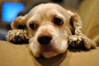 Comprendre les comportements des chiens