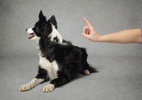 Un chien désobéit à son maître en lui tournant le dos
