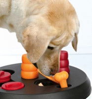 Stimuler l’intelligence des vieux chiens