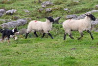 Le chien, un compagnon capable d’apprendre