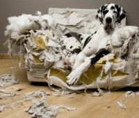 Lutter contre l’ennui du chien