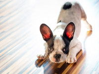 La phase d'imprégnation du chiot