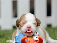 La socialisation pendant les 15 premiers jours du chiot