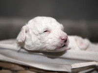 La socialisation pendant la 3ème semaine du chiot