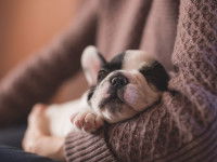 La 6ème semaine de socialisation