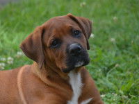 De la 24ème à la 52ème semaine de socialisation du chien