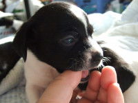 Le syndrome Hs-Ha, ou syndrome Hypersensibilité-Hyperactivité