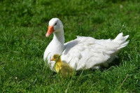 Le concept d'imprégnation animale