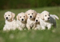 L'empreinte intraspécifique, ou socialisation primaire du chiot