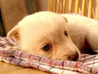 L'hypostimulation du chiot