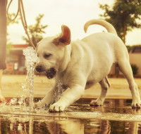 Les différents types de stimuli auxquels désensibiliser son chiot