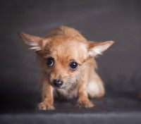 8ème semaine : le chiot découvre la peur