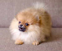 Un Spitz Nain se rebelle et grogne sur le canapé