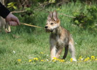 Un chien adolescent tire sur son laisse