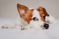 Un chien allongé sur le lit fait semblant de ne pas entendre