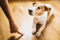 Une femme montre à son chien adolescent comment obéir