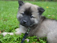 La croissance osseuse du chiot