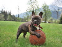 Les erreurs à éviter durant la croissance du chiot