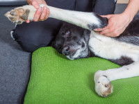 Les visites chez le vétérinaire et l'ostéopathe canin