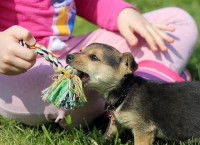 Jouer avec son chiot
