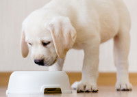 Bien nourrir son chiot