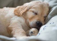 Respecter le sommeil de son chiot