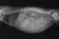 Radiographie d'une chienne gestante (après le 50ème jour)