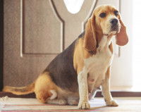 Le rapide développement prénatal des chiots