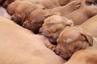 L'influence maternelle sur le goût du chiot