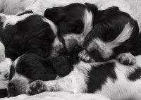 L'influence du nombre de chiots dans la portée
