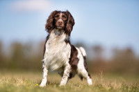 Un chien de chasse debout dans un champ
