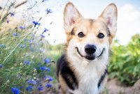 Un Welsh Corgi sourit à côté de fleurs bleus