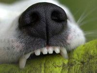 Le changement de dentition du chiot