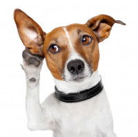 Le développement des sens et la sociabilisation du chien