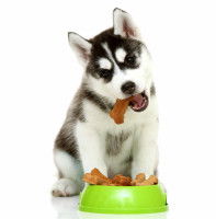La transformation morphologique du chiot