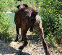 Les testicules du chiot