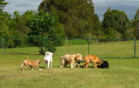 Cinq chiens qui font connaissances dans un jardin