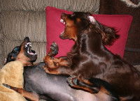 Deux chiens qui se disputent