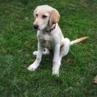Jeune chien assis sur le gazon