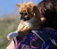 Petit chien installé sur l'épaule de sa propriétaire