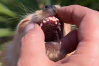 Un chiot la gueule ouverte avec des dents de lait