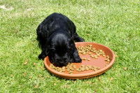 Un chiot noir mange des croquettes dans une gamelle