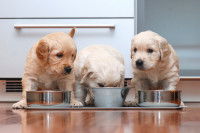 Trois chiots mangent dans leur gamelle dans la cuisine