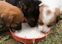 Trois petits chiots qui mangent du lait dans une gamelle