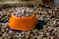 De la pâtée et des croquettes pour chien