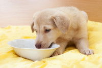 Un chiot découvre sa gamelle