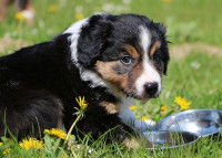 Un chiot Border Collie devant sa gamelle d'eau