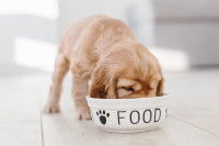 Un chiot Golden Retriever mange dans sa gamelle