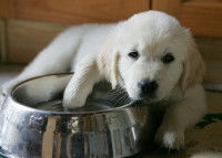 Un petit chiot blanc allongé à côté de sa gamelle